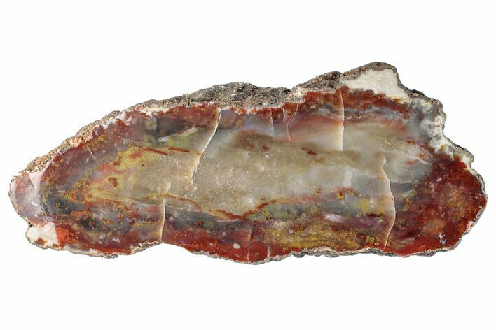 Colorful, Polished Petrified Wood Section - Texas #260851